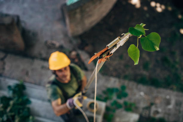 How Our Tree Care Process Works  in Bolindale, OH